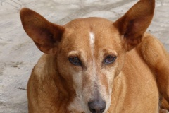 Patenhund-Poldi
