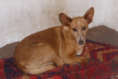 Patenhund-Poldi1