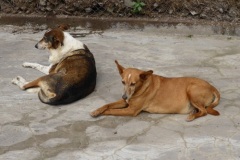 Patenhund-Poldi2