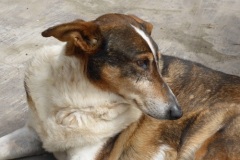 Patenhund-Poldi1-neu